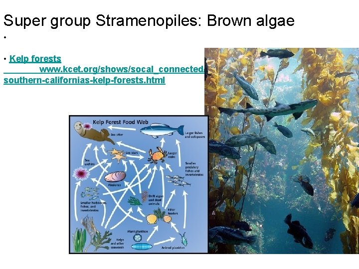 Super group Stramenopiles: Brown algae • • Kelp forests www. kcet. org/shows/socal_connected/stories/environment/restoringsouthern-californias-kelp-forests. html 