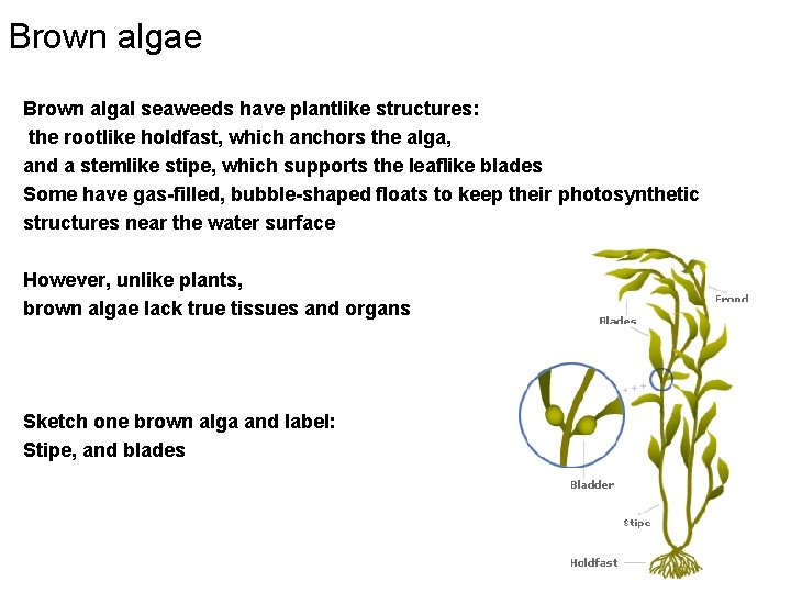 Brown algae Brown algal seaweeds have plantlike structures: the rootlike holdfast, which anchors the