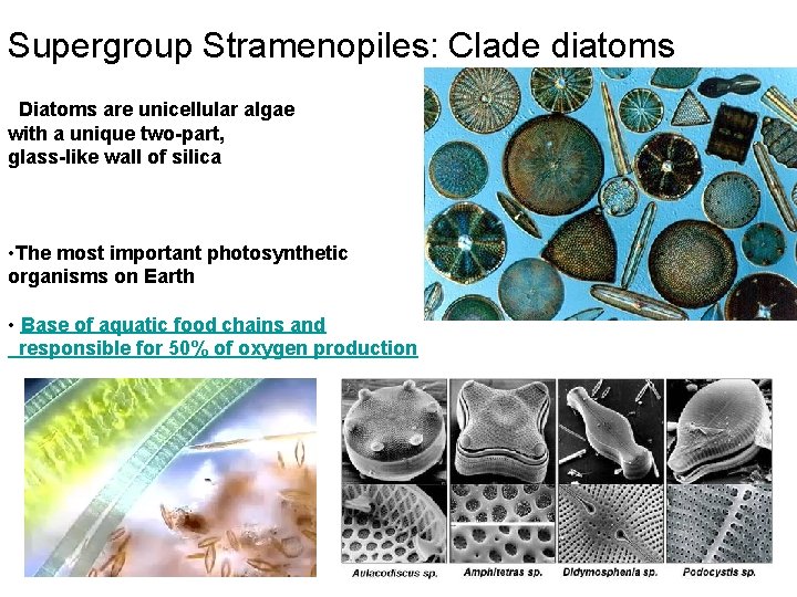 Supergroup Stramenopiles: Clade diatoms Diatoms are unicellular algae with a unique two-part, glass-like wall