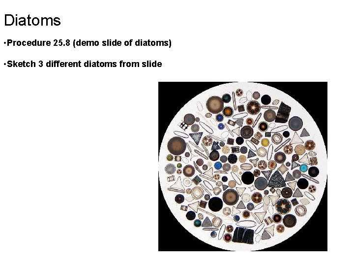 Diatoms • Procedure 25. 8 (demo slide of diatoms) • Sketch 3 different diatoms