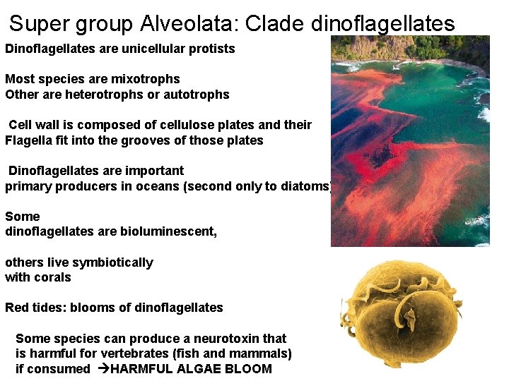 Super group Alveolata: Clade dinoflagellates Dinoflagellates are unicellular protists Most species are mixotrophs Other