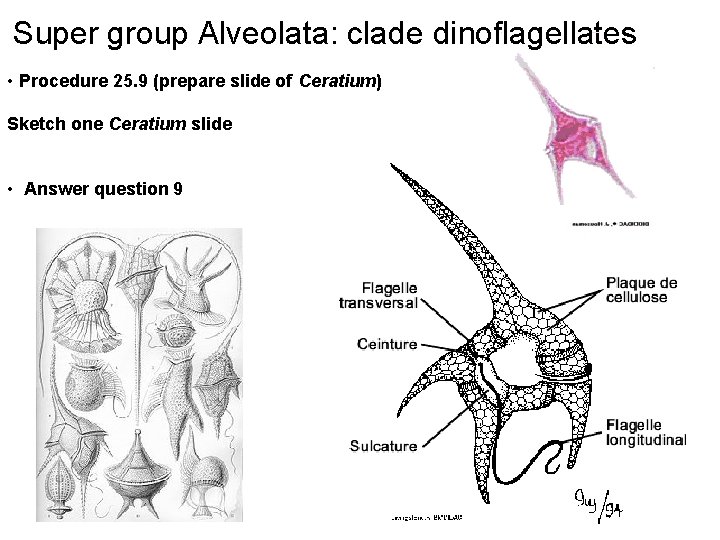 Super group Alveolata: clade dinoflagellates • Procedure 25. 9 (prepare slide of Ceratium) Sketch
