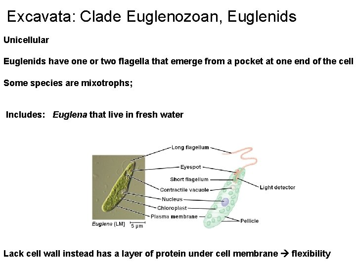 Excavata: Clade Euglenozoan, Euglenids Unicellular Euglenids have one or two flagella that emerge from