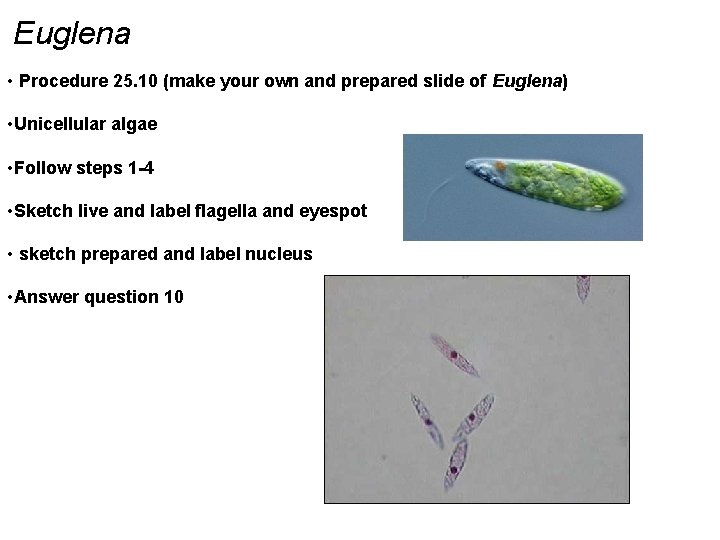 Euglena • Procedure 25. 10 (make your own and prepared slide of Euglena) •