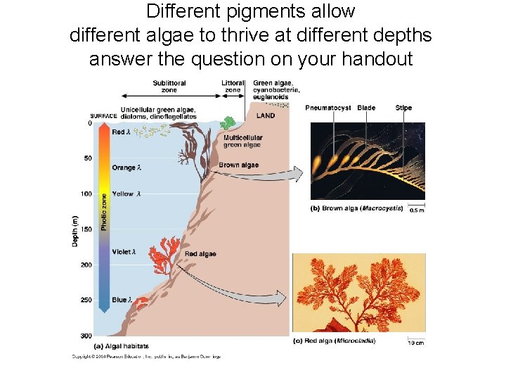 Different pigments allow different algae to thrive at different depths answer the question on