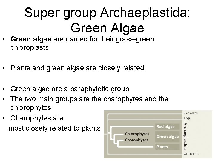 Super group Archaeplastida: Green Algae • Green algae are named for their grass-green chloroplasts