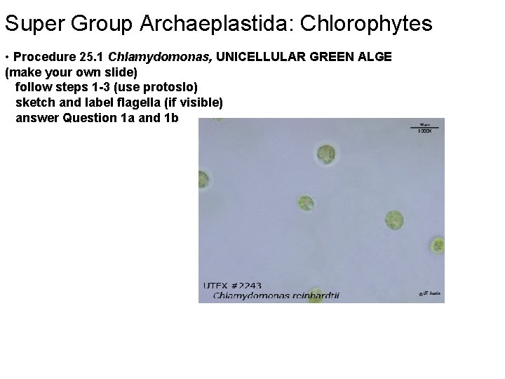 Super Group Archaeplastida: Chlorophytes • Procedure 25. 1 Chlamydomonas, UNICELLULAR GREEN ALGE (make your