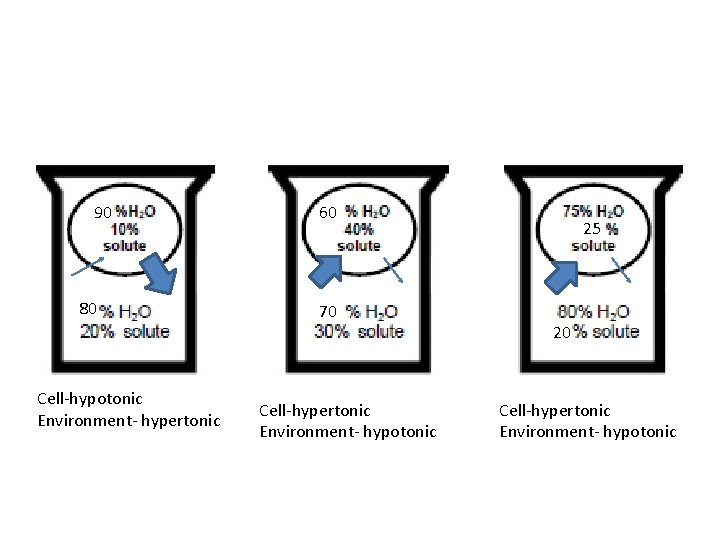 90 80 Cell-hypotonic Environment- hypertonic 60 70 Cell-hypertonic Environment- hypotonic 25 20 Cell-hypertonic Environment-