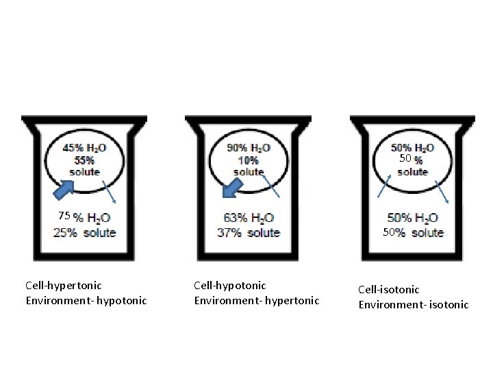 50 75 50 Cell-hypertonic Environment- hypotonic Cell-hypotonic Environment- hypertonic Cell-isotonic Environment- isotonic 