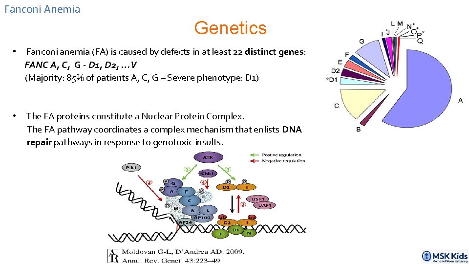 Fanconi Anemia Genetics • Fanconi anemia (FA) is caused by defects in at least