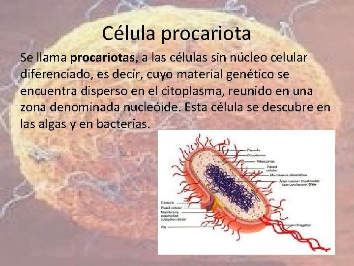 Célula procariota Se llama procariotas, a las células sin núcleo celular diferenciado, es decir,