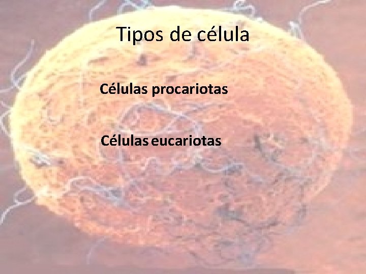 Tipos de célula Células procariotas Células eucariotas 