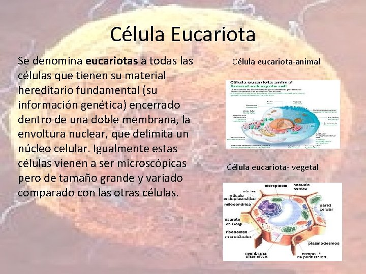 Célula Eucariota Se denomina eucariotas a todas las células que tienen su material hereditario