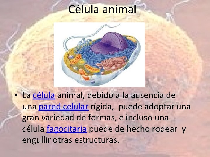 Célula animal • La célula animal, debido a la ausencia de una pared celular