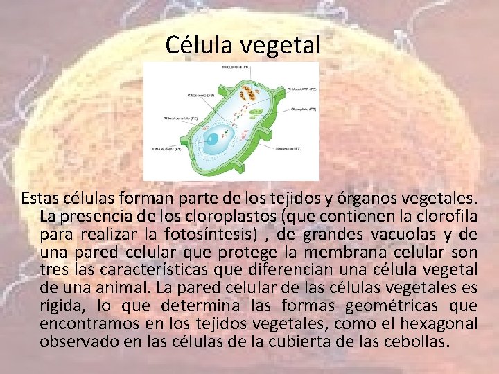 Célula vegetal Estas células forman parte de los tejidos y órganos vegetales. La presencia