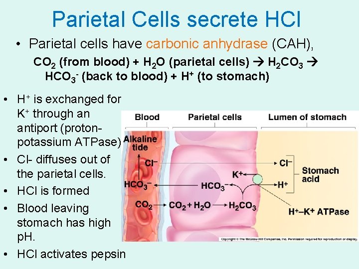 Parietal Cells secrete HCl • Parietal cells have carbonic anhydrase (CAH), CO 2 (from