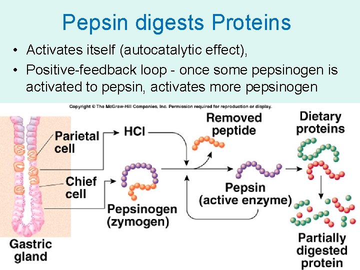 Pepsin digests Proteins • Activates itself (autocatalytic effect), • Positive-feedback loop - once some