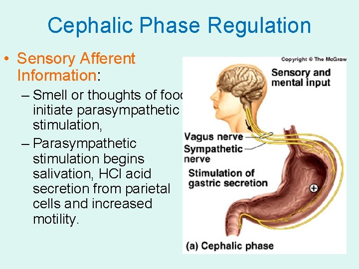 Cephalic Phase Regulation • Sensory Afferent Information: – Smell or thoughts of food initiate