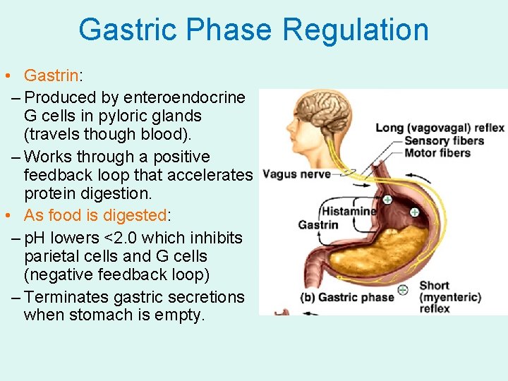 Gastric Phase Regulation • Gastrin: – Produced by enteroendocrine G cells in pyloric glands