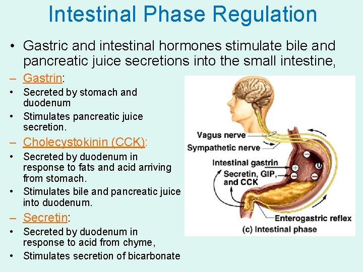 Intestinal Phase Regulation • Gastric and intestinal hormones stimulate bile and pancreatic juice secretions