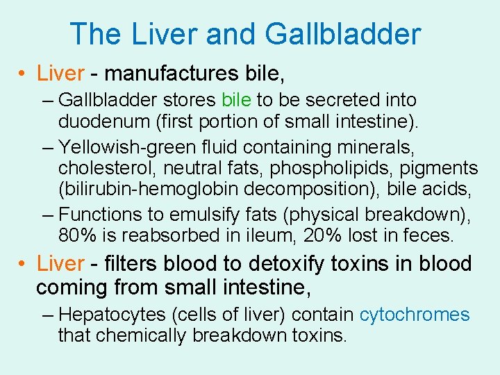 The Liver and Gallbladder • Liver - manufactures bile, – Gallbladder stores bile to