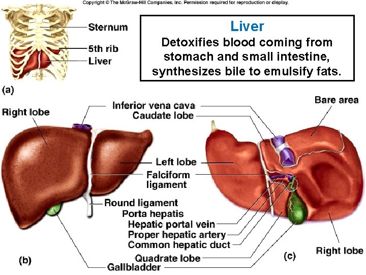 Liver Detoxifies blood coming from stomach and small intestine, synthesizes bile to emulsify fats.
