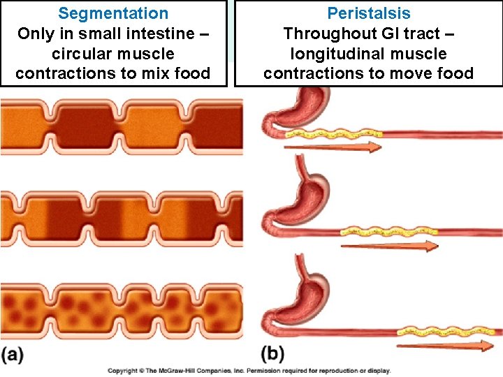 Segmentation Only in small intestine – circular muscle contractions to mix food Peristalsis Throughout