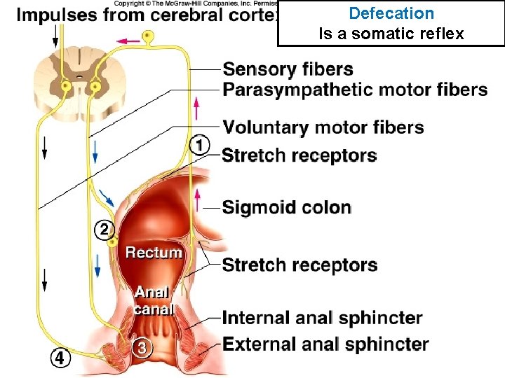 Defecation Is a somatic reflex 