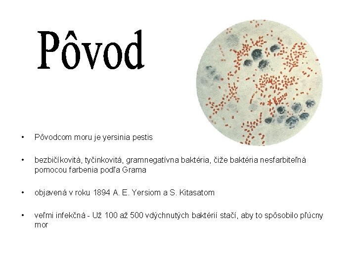  • Pôvodcom moru je yersinia pestis • bezbičíkovitá, tyčinkovitá, gramnegatívna baktéria, čiže baktéria