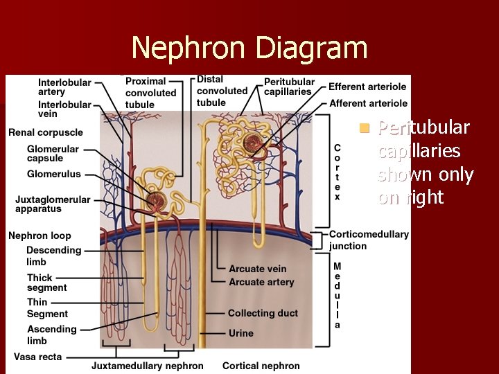 Nephron Diagram n Peritubular capillaries shown only on right 