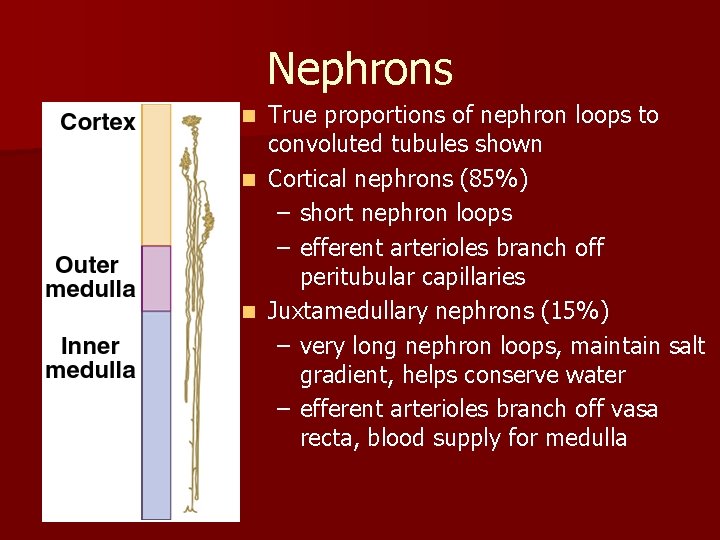 Nephrons True proportions of nephron loops to convoluted tubules shown n Cortical nephrons (85%)