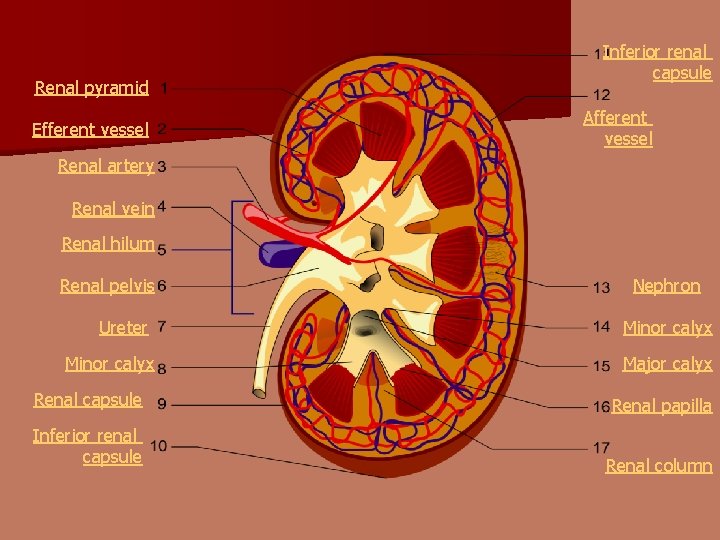 Renal pyramid Efferent vessel Inferior renal capsule Afferent vessel Renal artery Renal vein Renal