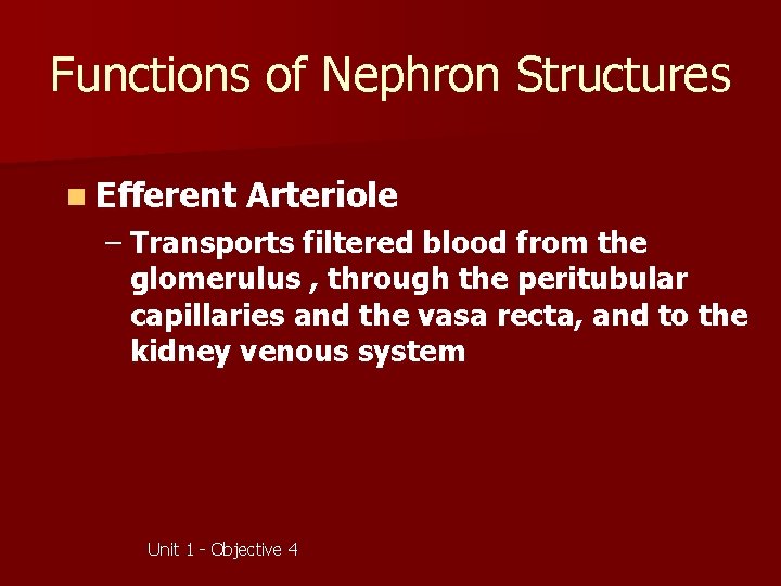 Functions of Nephron Structures n Efferent Arteriole – Transports filtered blood from the glomerulus