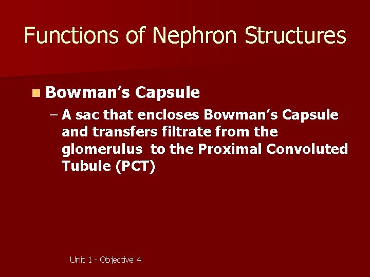 Functions of Nephron Structures n Bowman’s Capsule – A sac that encloses Bowman’s Capsule