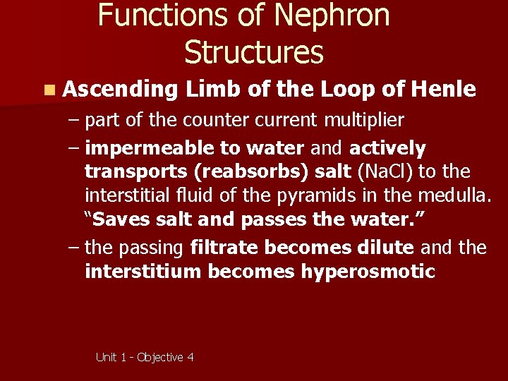 Functions of Nephron Structures n Ascending Limb of the Loop of Henle – part