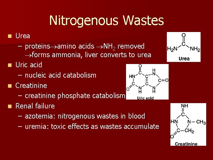 Nitrogenous Wastes n n Urea – proteins amino acids NH 2 removed forms ammonia,