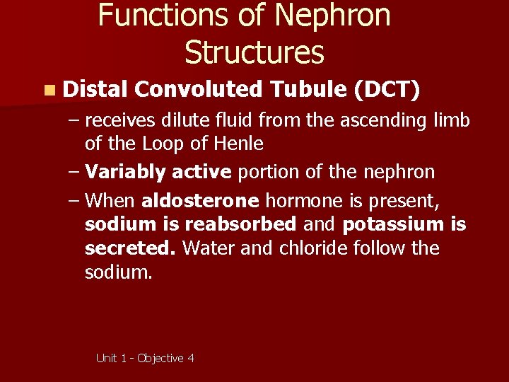 Functions of Nephron Structures n Distal Convoluted Tubule (DCT) – receives dilute fluid from