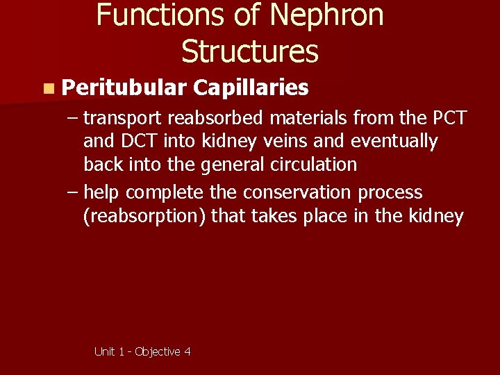 Functions of Nephron Structures n Peritubular Capillaries – transport reabsorbed materials from the PCT