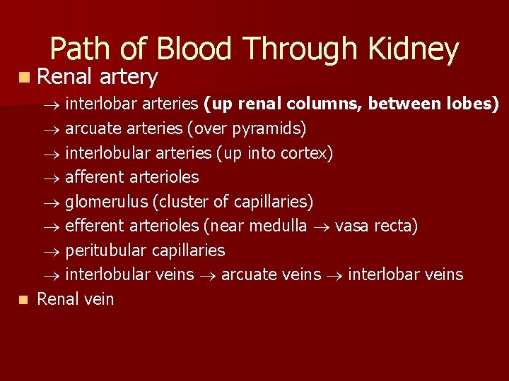 Path of Blood Through Kidney n Renal artery interlobar arteries (up renal columns, between