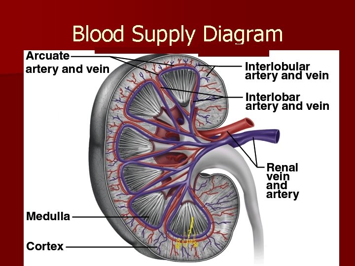 Blood Supply Diagram 