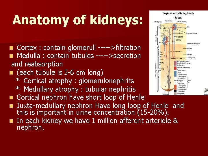 Anatomy of kidneys: Cortex : contain glomeruli ----->filtration Medulla : contain tubules ----->secretion and