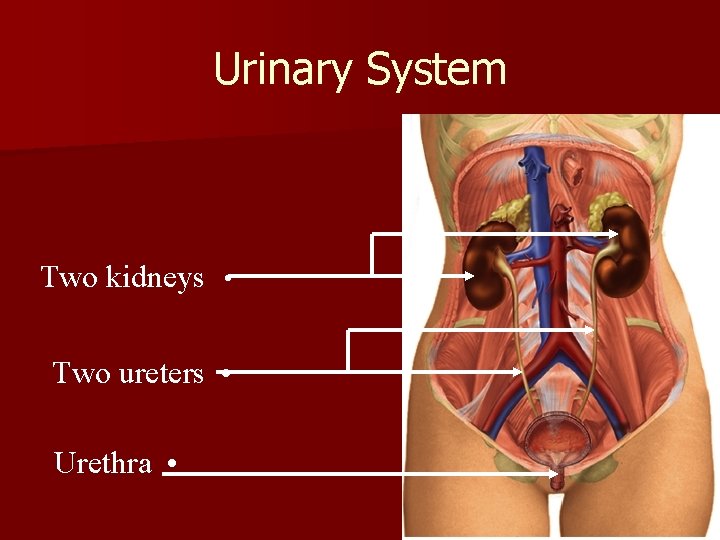 Urinary System Two kidneys • Two ureters • Urethra • 