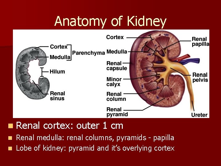 Anatomy of Kidney n Renal cortex: outer 1 cm Renal medulla: renal columns, pyramids