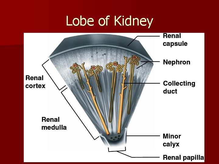 Lobe of Kidney 