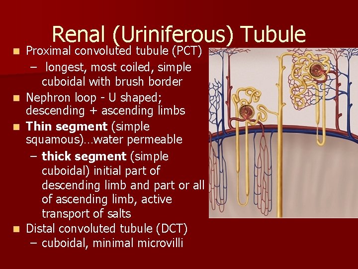 Renal (Uriniferous) Tubule Proximal convoluted tubule (PCT) – longest, most coiled, simple cuboidal with