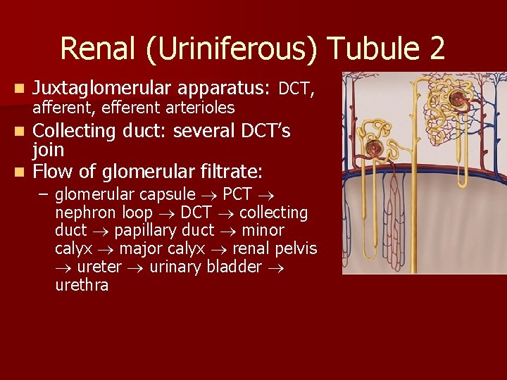 Renal (Uriniferous) Tubule 2 n Juxtaglomerular apparatus: DCT, afferent, efferent arterioles Collecting duct: several