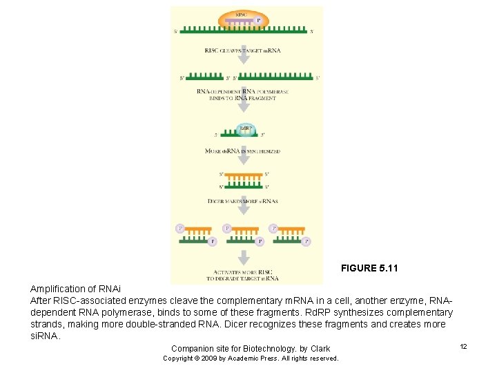 FIGURE 5. 11 Amplification of RNAi After RISC-associated enzymes cleave the complementary m. RNA