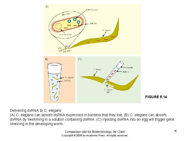 FIGURE 5. 14 Delivering ds. RNA to C. elegans (A) C. elegans can absorb