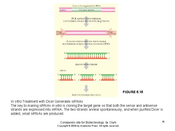 FIGURE 5. 15 In Vitro Treatment with Dicer Generates si. RNAs The key to