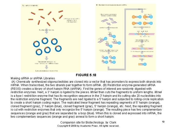 FIGURE 5. 18 Making si. RNA or sh. RNA Libraries (A) Chemically synthesized oligonucleotides
